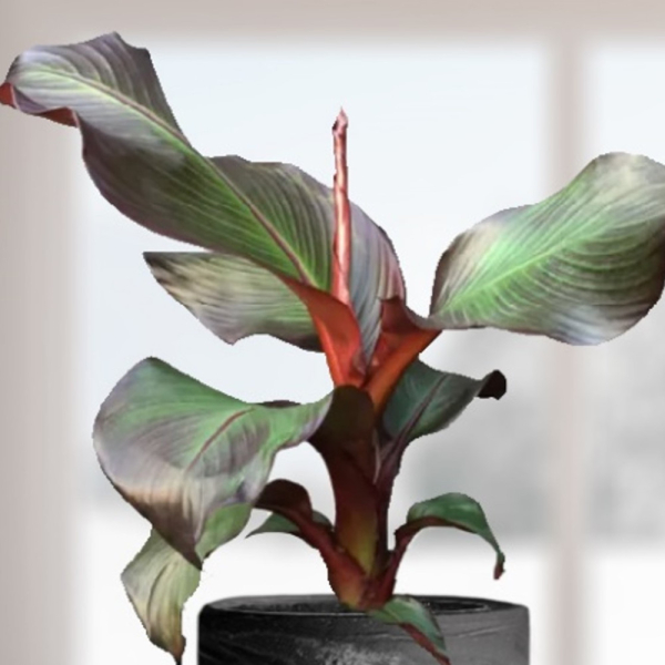 Musa - Ensete Red
