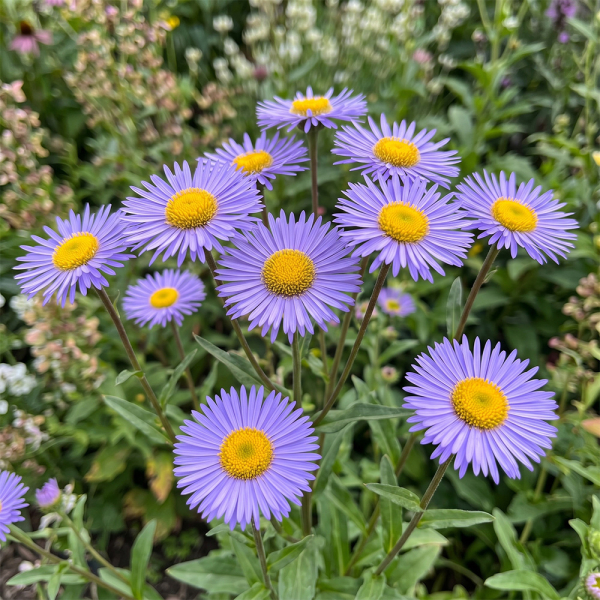 Erigeron - Azure Fairy