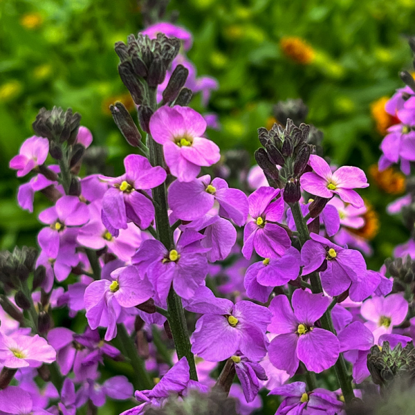 Erysimum - Super Bowl Mauve