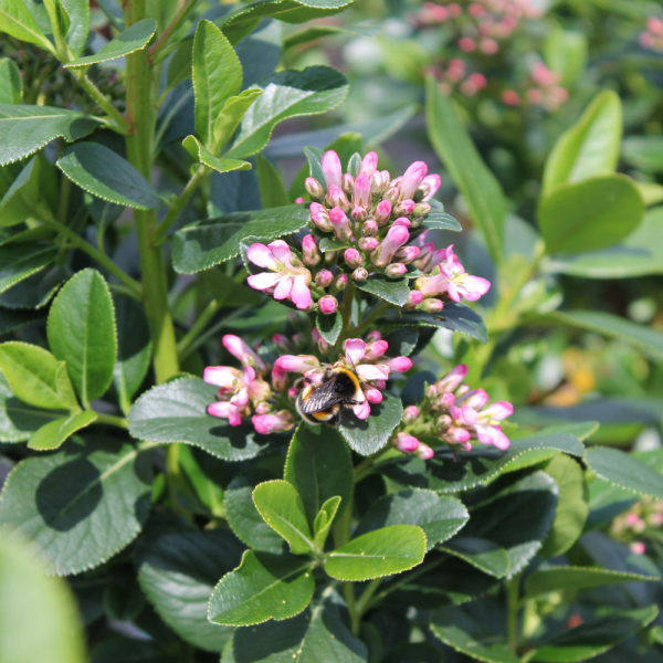 Escallonia - Pink Elle