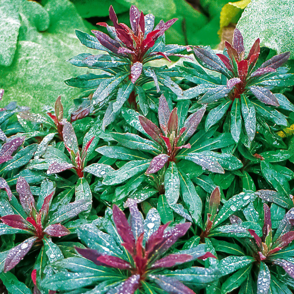 Euphorbia - Purpurea