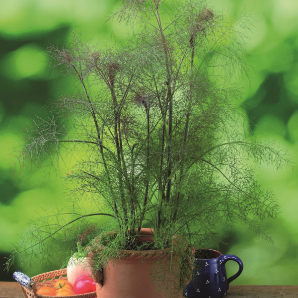 Fennel - Smokey