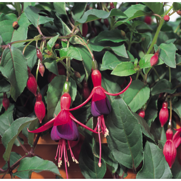Fuchsia - Mr's Popple Fuchsia - Mr's Popple