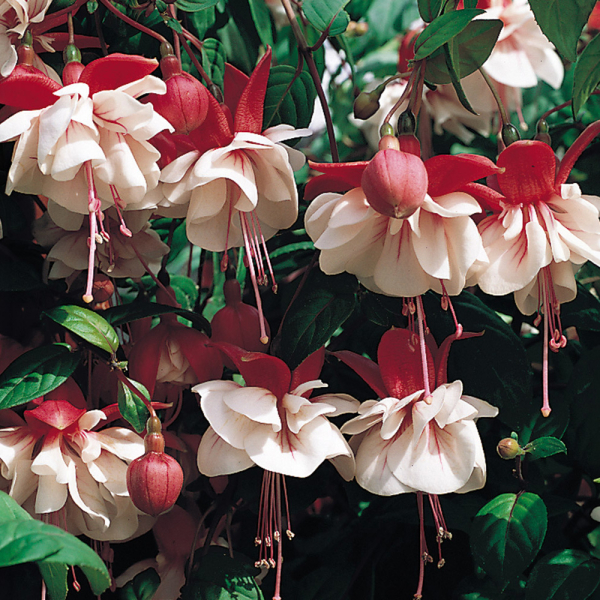 Fuchsia - Springtime Fuchsia - Springtime