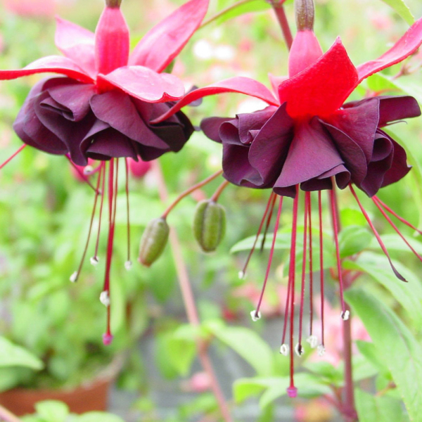 Fuchsia - Blacky