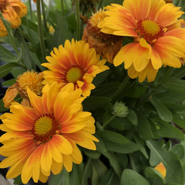 Gaillardia - Mesa Peach
