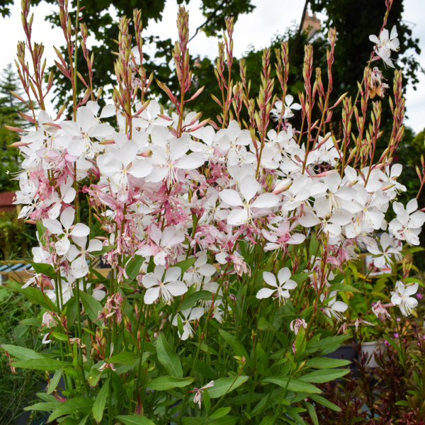 Gaura - Gambit White