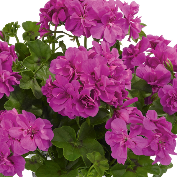 Geranium - Sunflair Amy Amethyst