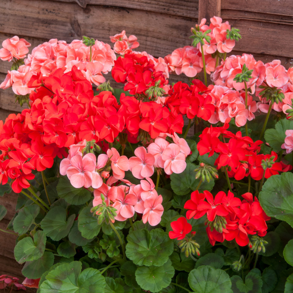 Geranium (Pelargonium) - Palladium Hot & Spicy Mix