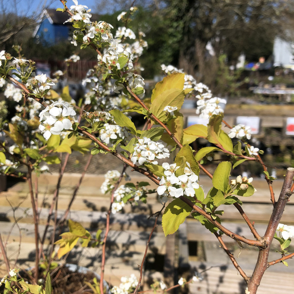 Spirea - Goldfire