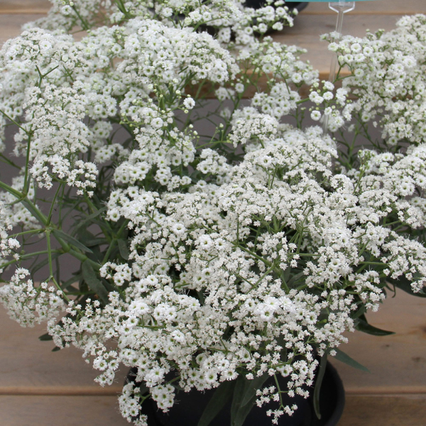 Gypsophilia – Starflakes