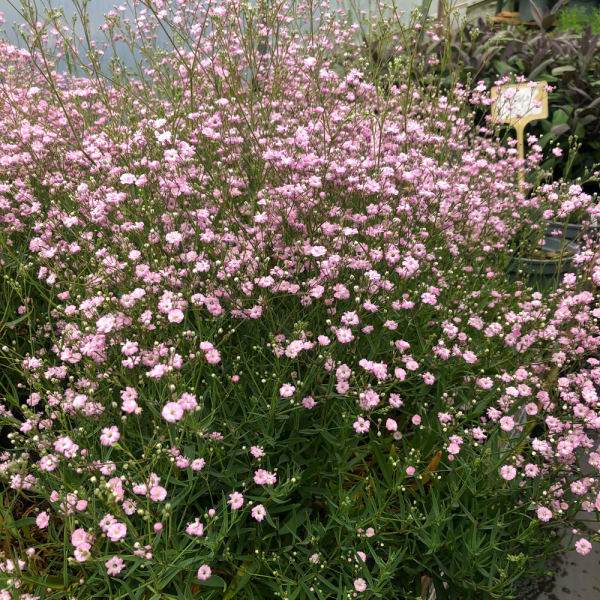 Gypsophila - Rosenschleier Gypsophila - Rosenschleier