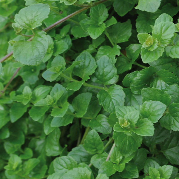 Hanging Mint - Indian Mint