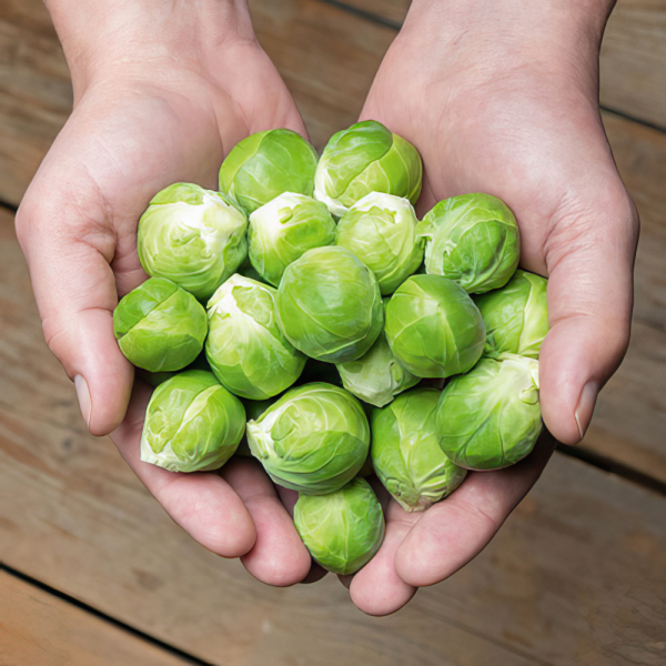 Brussel Sprout - Hector