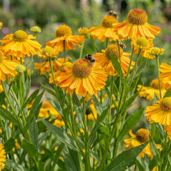 Helenium - Carmen
