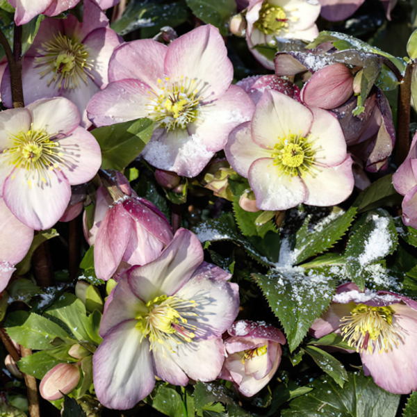 Hellebore - Ice n Roses Rose