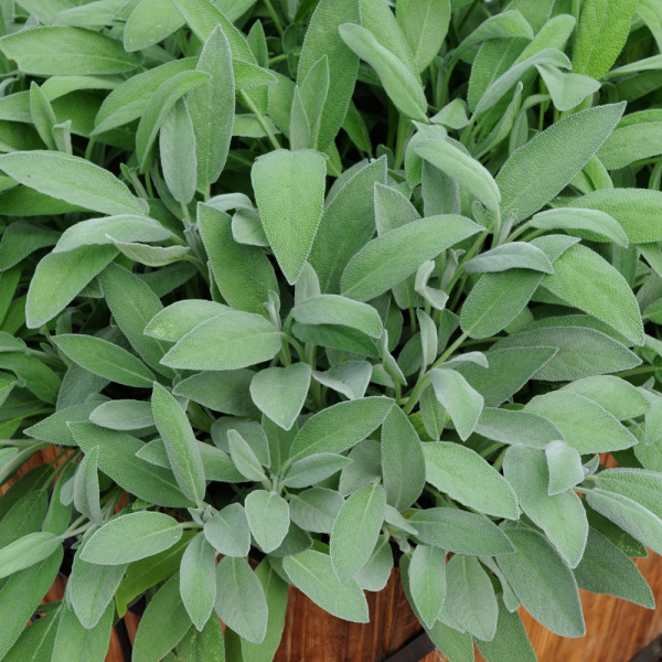 Sage - English