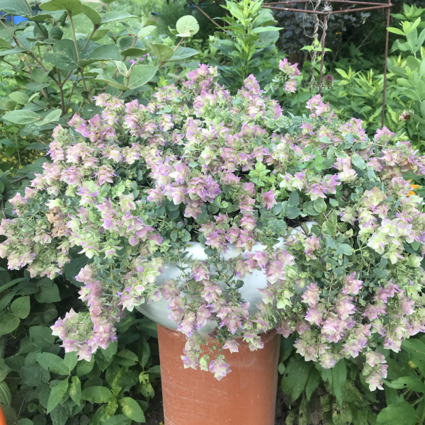 Hanging Oregano - Bellisimo