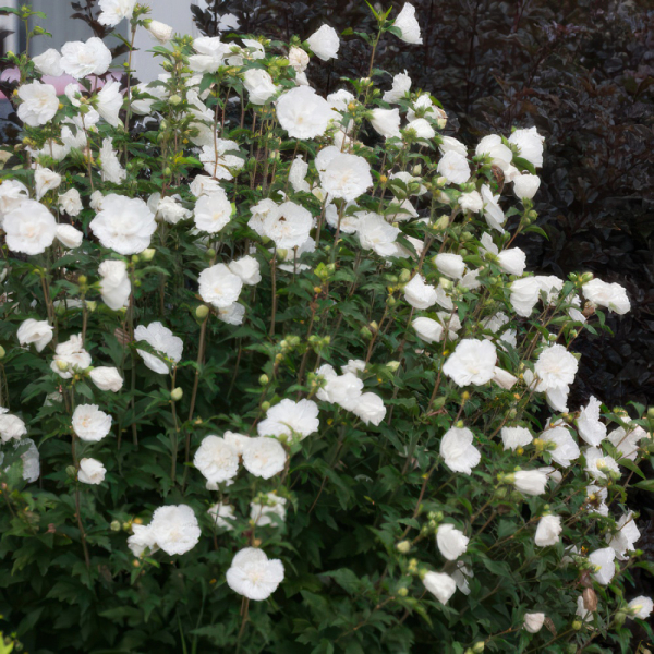 Hibiscus - Chiffon White