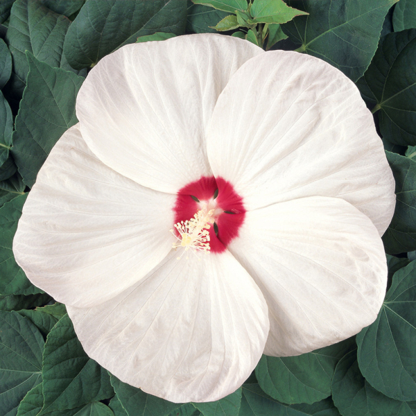 Hibiscus - Nippon White Hibiscus - Nippon White