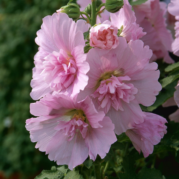 Hollyhock - Spring Celebrities Pink