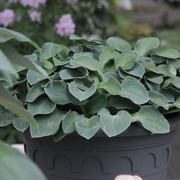 Hosta - Blue Mouse Ears Hosta - Blue Mouse Ears