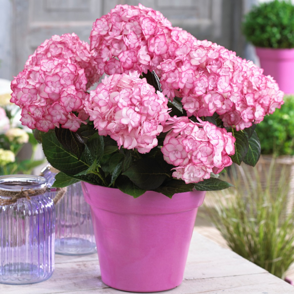 Hydrangea - Miss Saori