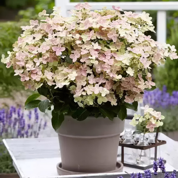 Hydrangea - Polestar
