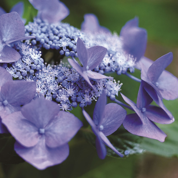 Hydrangea - Teller Blue