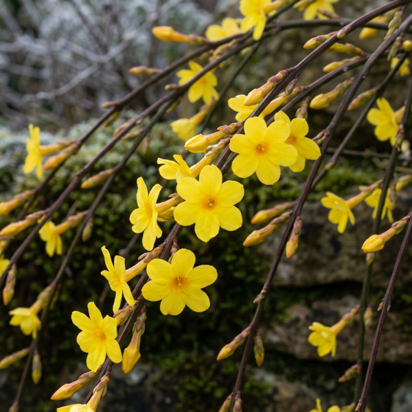Jasmine - Nudiflorum