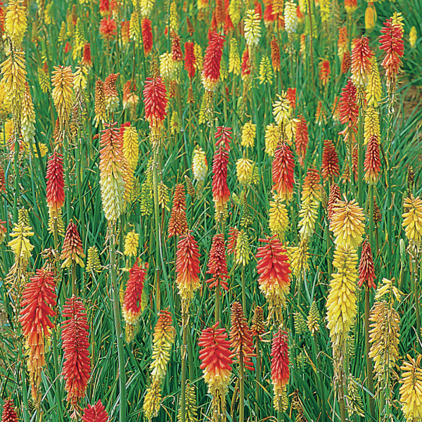 Kniphofia - Flamenco