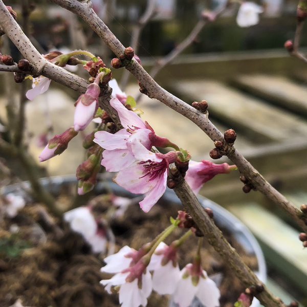 Prunus - Kojo-no-mai