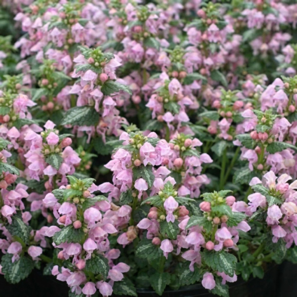 Lamium - Shell Pink