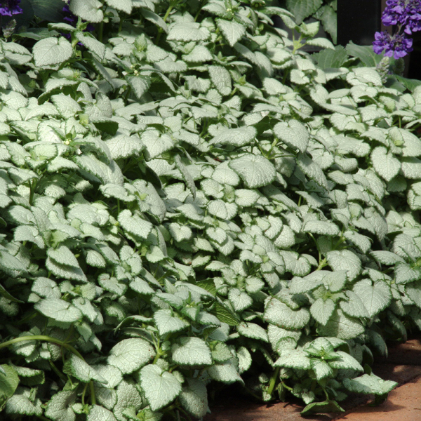 Lamium - White Nancy