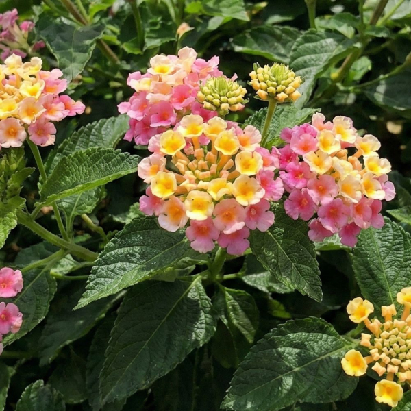 Lantana - Evita Pink