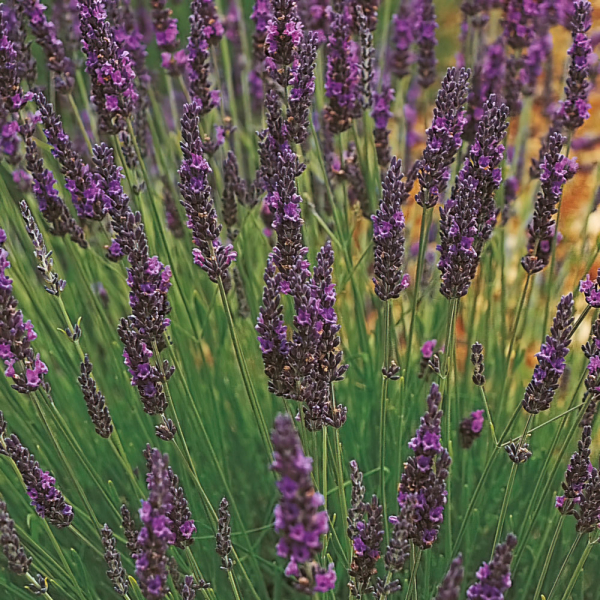 Lavender - Grosso Lavender - Grosso