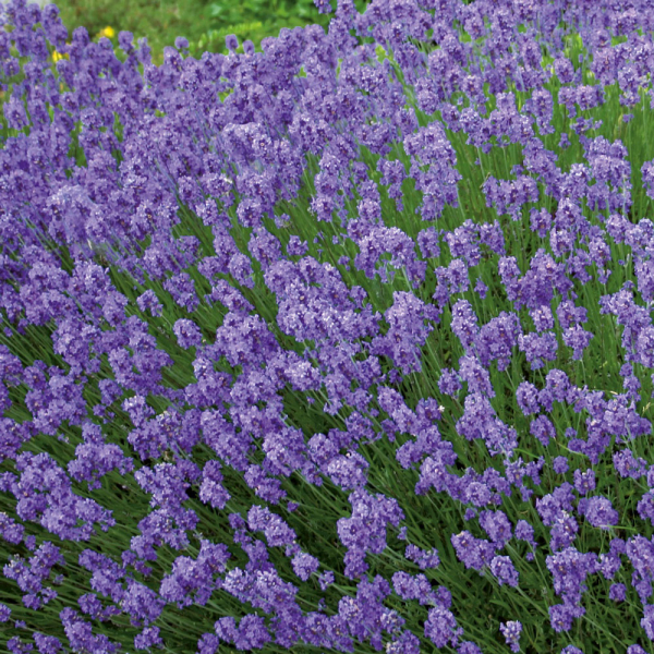 Lavender - Hidcote Blue