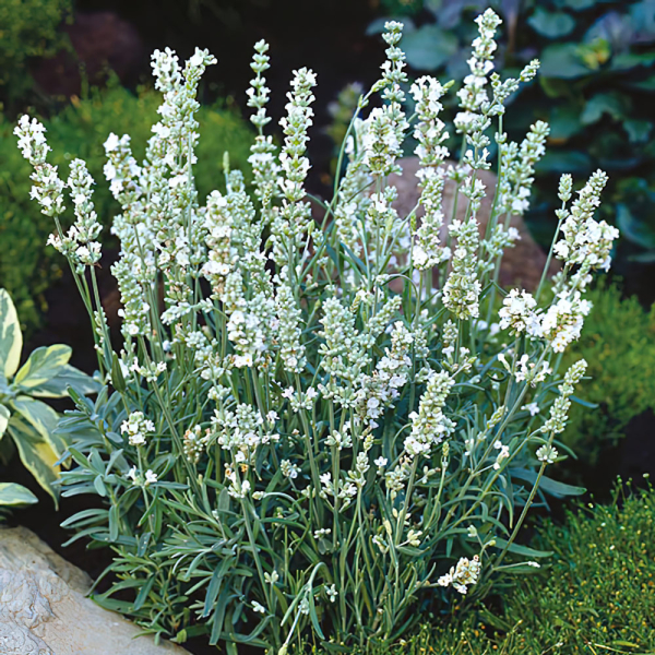 Lavender - Ellagance Snow