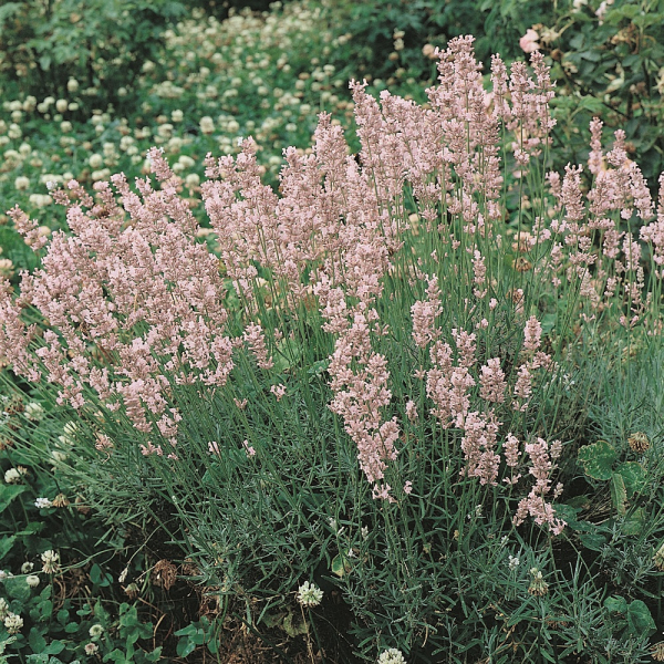 Lavender - Rosea