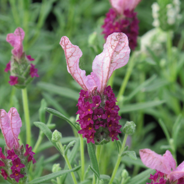 French Lavender - Lavita Pink