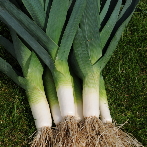 Leek - Jolant