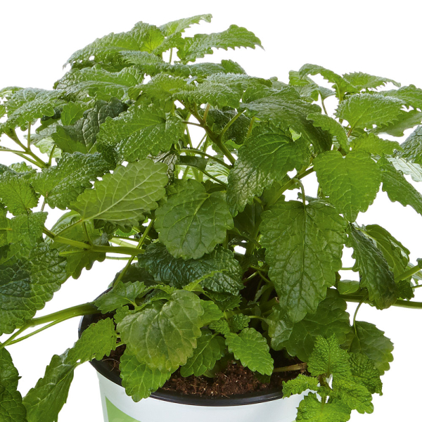 Lemon Balm - Fit