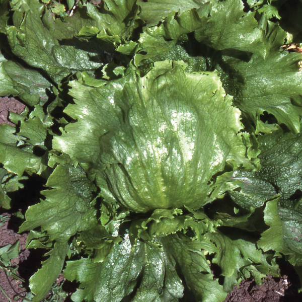 Lettuce - Lakeland Lettuce - Lakeland