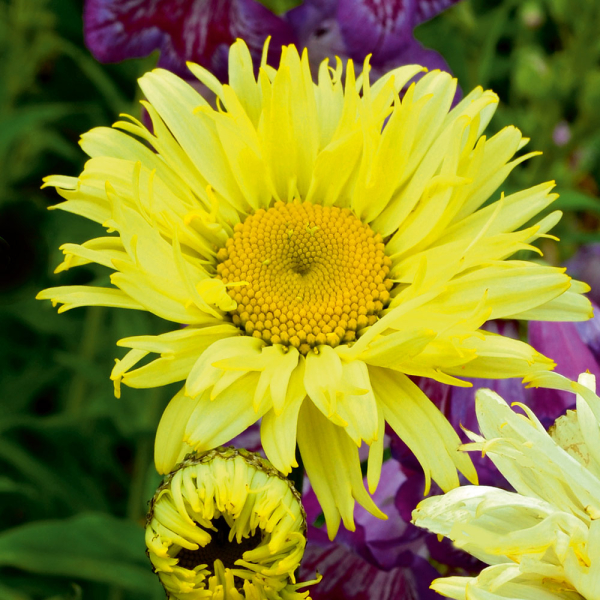 Leucanthemum - Goldfinch