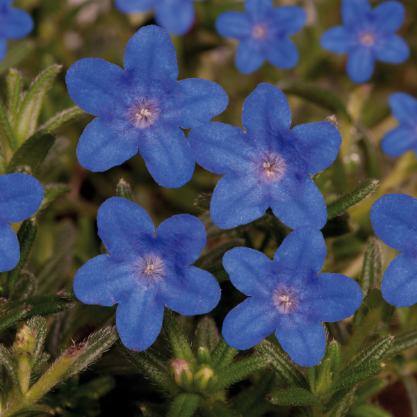 LIthodora - Heavenly Blue