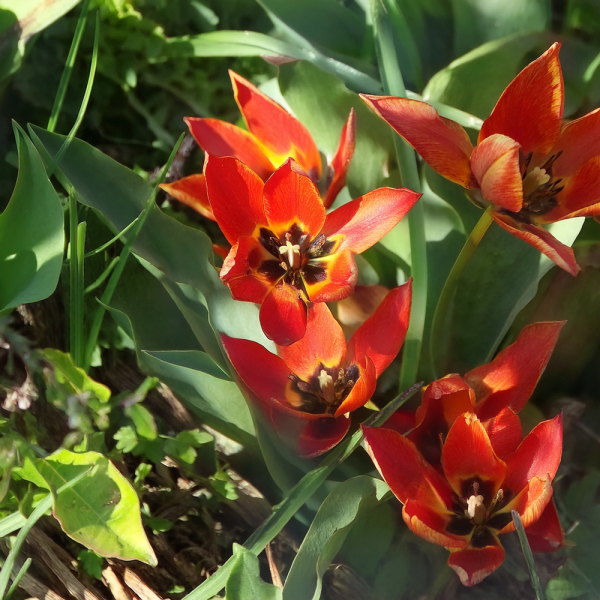 Tulip - Little Princess Tulip - Little Princess