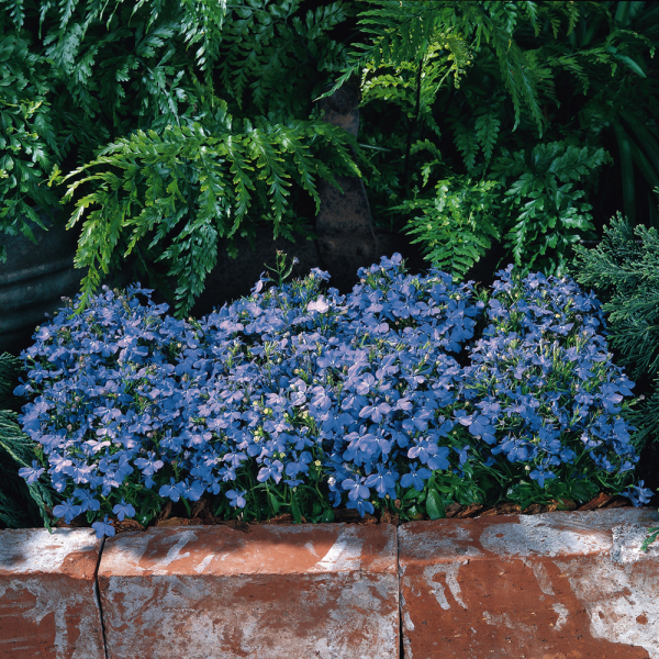 Lobelia - Riviera Sky Bue