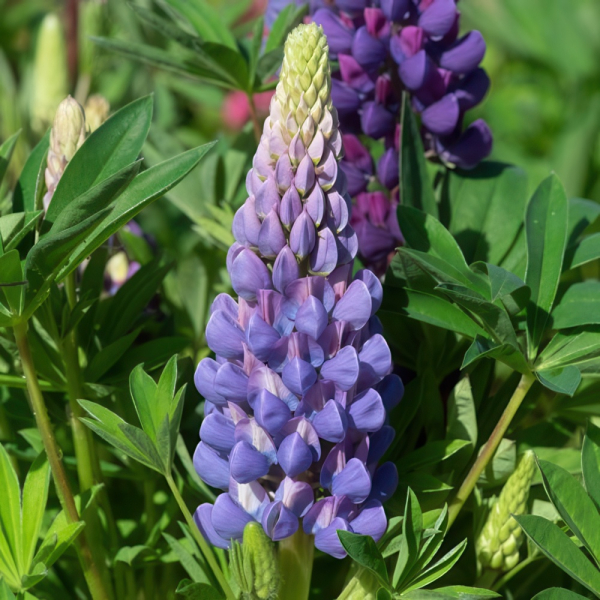 Lupin - Legendary Blue Shade