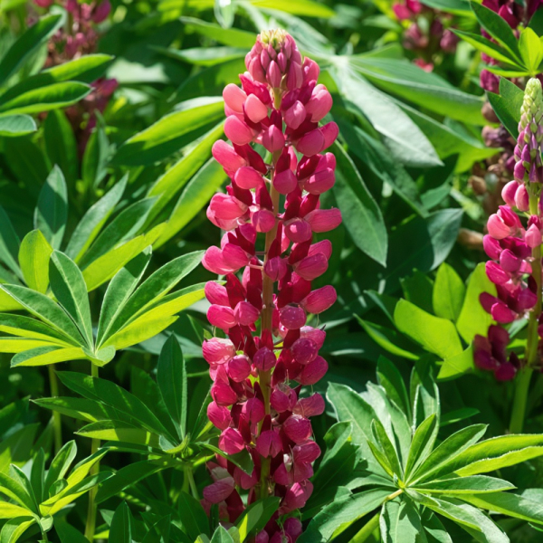 Lupin - Legendary Red Shades
