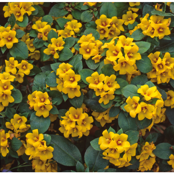 Lysimachia - Firecracker Lysimachia - Firecracker